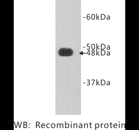 Western Blot - Anti-FAT4 Antibody (BPA1053) - Antibodies.com