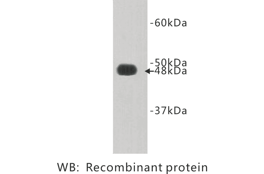 Western Blot - Anti-FAT4 Antibody (BPA1053) - Antibodies.com