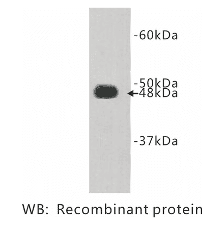 Western Blot - Anti-FAT4 Antibody (BPA1053) - Antibodies.com