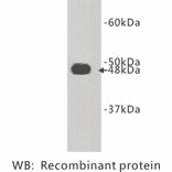 Western Blot - Anti-FAT4 Antibody (BPA1053) - Antibodies.com