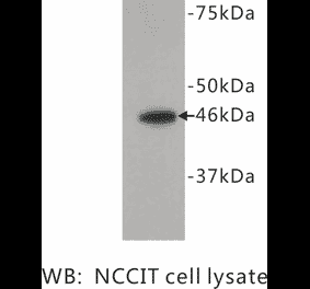 Western Blot - Anti-FOXD3 Antibody (BPA1055) - Antibodies.com