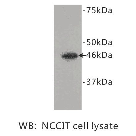 Western Blot - Anti-FOXD3 Antibody (BPA1055) - Antibodies.com