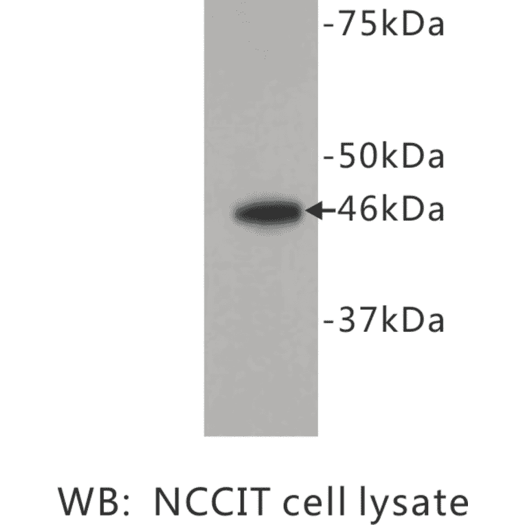 Western Blot - Anti-FOXD3 Antibody (BPA1055) - Antibodies.com