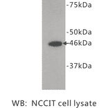 Western Blot - Anti-FOXD3 Antibody (BPA1055) - Antibodies.com