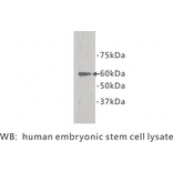 Western Blot - Anti-Frizzled 5 Antibody (BPA1056) - Antibodies.com