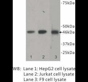 Western Blot - Anti-GATA4 Antibody (BPA1057) - Antibodies.com