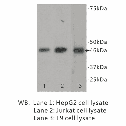 Western Blot - Anti-GATA4 Antibody (BPA1057) - Antibodies.com