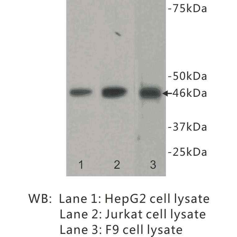 Western Blot - Anti-GATA4 Antibody (BPA1057) - Antibodies.com