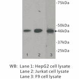 Western Blot - Anti-GATA4 Antibody (BPA1057) - Antibodies.com