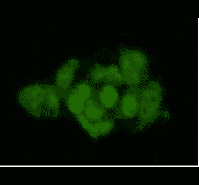 Immunocytochemistry - Anti-Geminin Antibody (BPA1058) - Antibodies.com