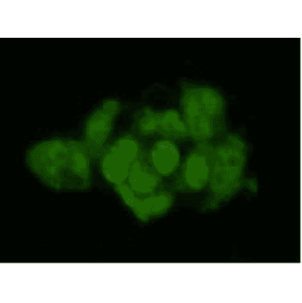 Immunocytochemistry - Anti-Geminin Antibody (BPA1058) - Antibodies.com