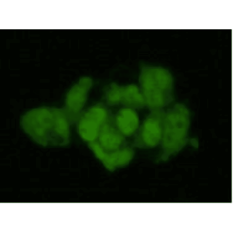 Immunocytochemistry - Anti-Geminin Antibody (BPA1058) - Antibodies.com