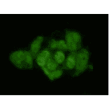 Immunocytochemistry - Anti-Geminin Antibody (BPA1058) - Antibodies.com