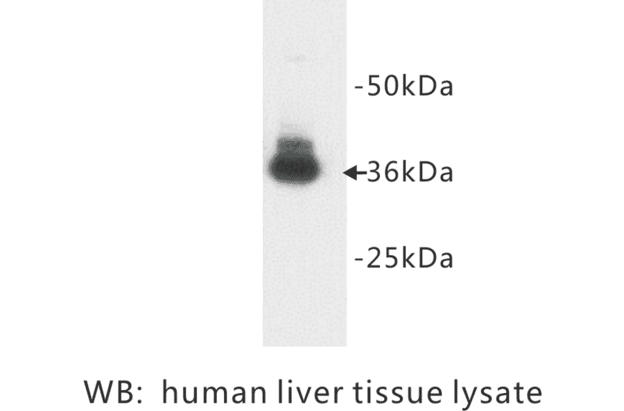 Western Blot - Anti-Glycophorin A Antibody (BPA1059) - Antibodies.com
