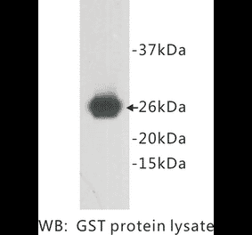 Western Blot - Anti-GST Antibody (BPA1060) - Antibodies.com