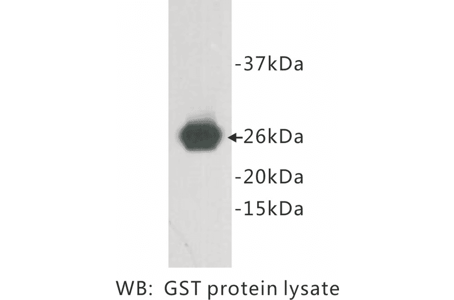 Western Blot - Anti-GST Antibody (BPA1060) - Antibodies.com