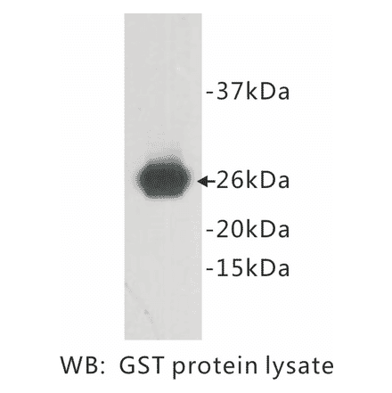 Western Blot - Anti-GST Antibody (BPA1060) - Antibodies.com