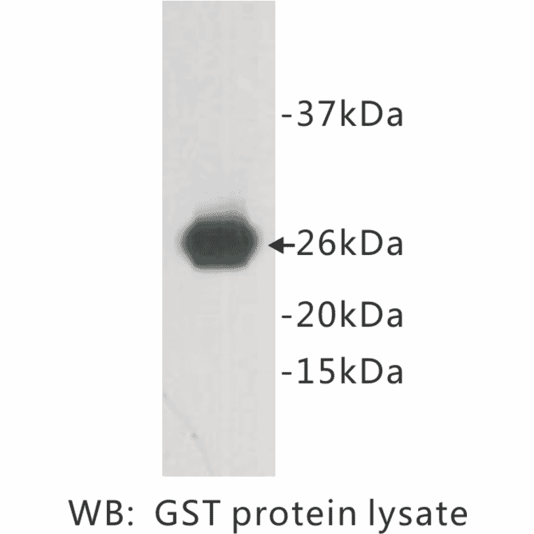 Western Blot - Anti-GST Antibody (BPA1060) - Antibodies.com