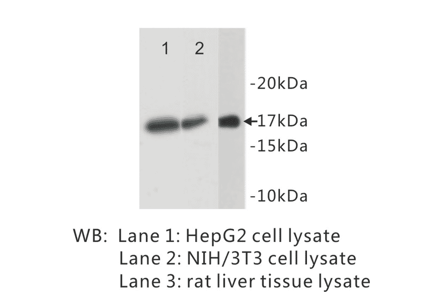 Western Blot - Anti-Histone H3 Antibody (BPA1061) - Antibodies.com