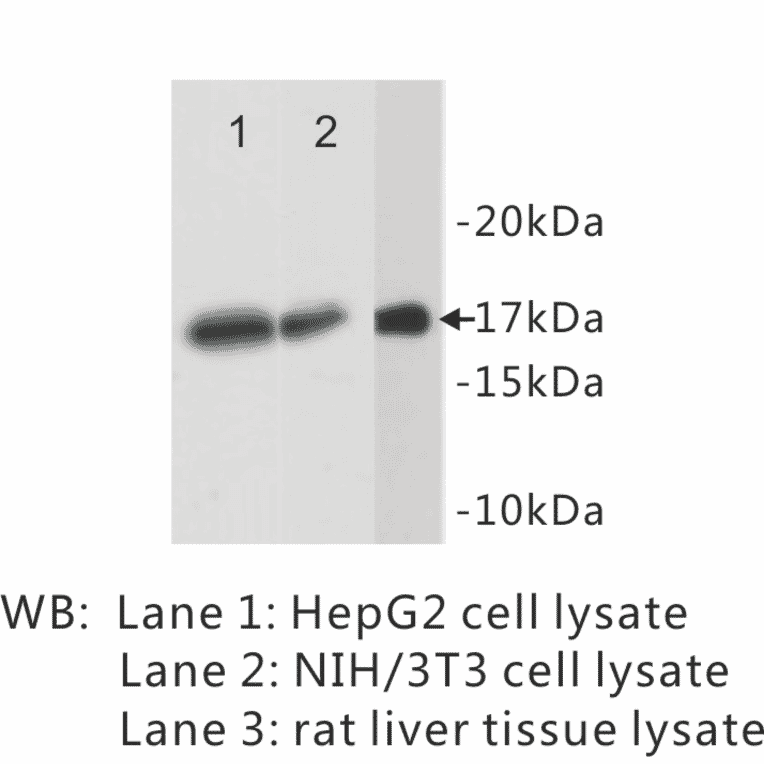 Western Blot - Anti-Histone H3 Antibody (BPA1061) - Antibodies.com