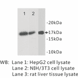 Western Blot - Anti-Histone H3 Antibody (BPA1061) - Antibodies.com