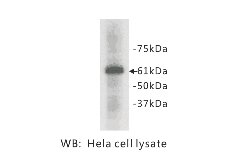 Western Blot - Anti-HSP60 Antibody (BPA1062) - Antibodies.com