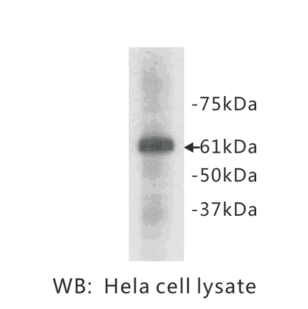 Western Blot - Anti-HSP60 Antibody (BPA1062) - Antibodies.com