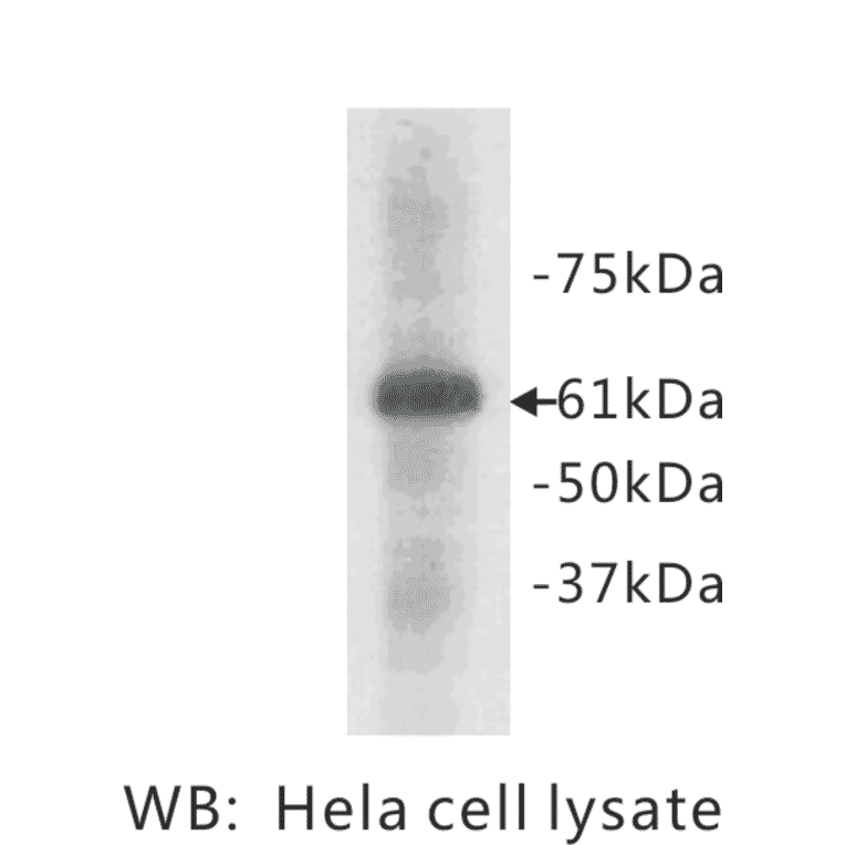 Western Blot - Anti-HSP60 Antibody (BPA1062) - Antibodies.com