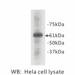 Western Blot - Anti-HSP60 Antibody (BPA1062) - Antibodies.com