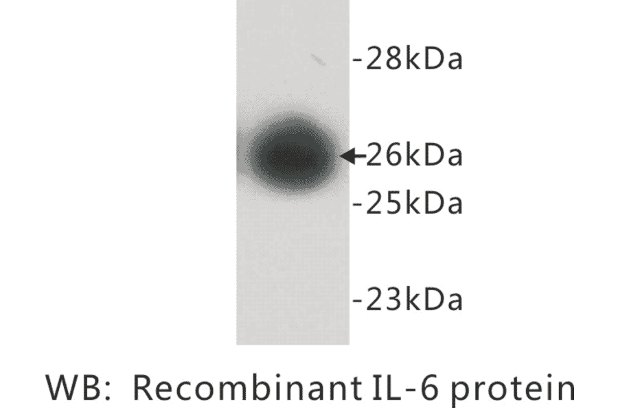 Western Blot - Anti-Interleukin 6 Antibody (BPA1064) - Antibodies.com