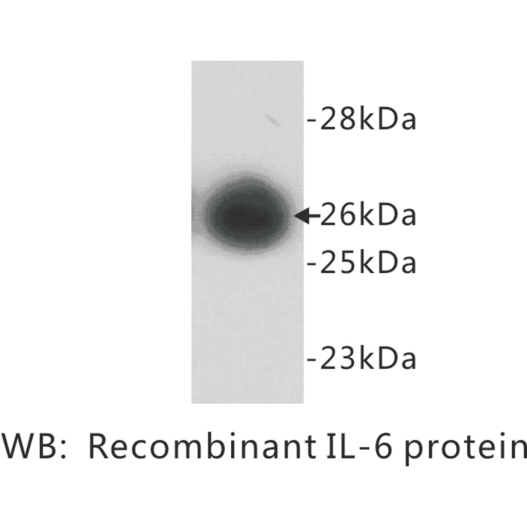 Western Blot - Anti-Interleukin 6 Antibody (BPA1064) - Antibodies.com