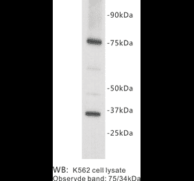 Western Blot - Anti-CD127 Antibody (BPA1065) - Antibodies.com