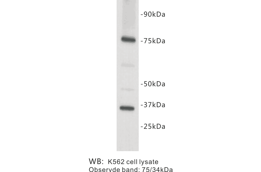 Western Blot - Anti-CD127 Antibody (BPA1065) - Antibodies.com