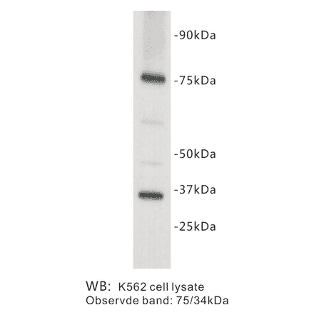Western Blot - Anti-CD127 Antibody (BPA1065) - Antibodies.com
