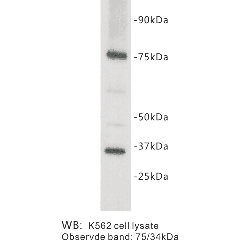 Western Blot - Anti-CD127 Antibody (BPA1065) - Antibodies.com