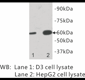 Western Blot - Anti-IL13 receptor alpha 1 Antibody (BPA1066) - Antibodies.com