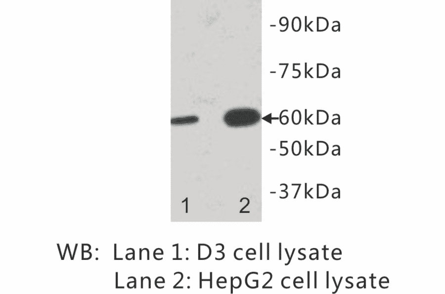 Western Blot - Anti-IL13 receptor alpha 1 Antibody (BPA1066) - Antibodies.com