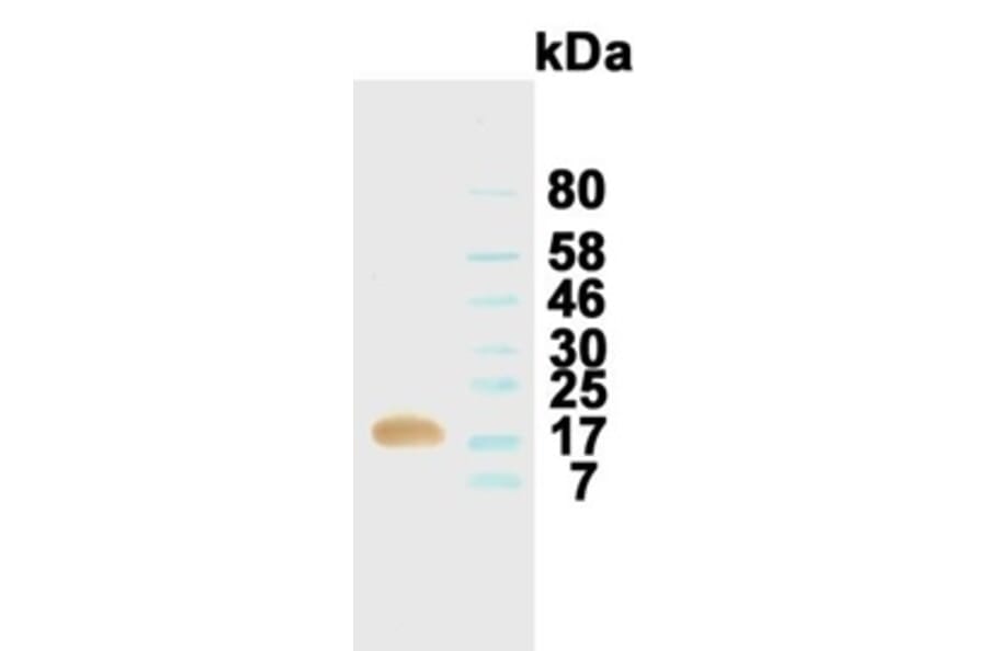 Western Blot - Anti-Kit Ligand (SCF) Antibody (031101D11) - Antibodies.com