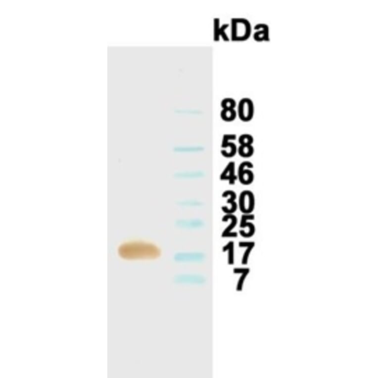 Western Blot - Anti-Kit Ligand (SCF) Antibody (031101D11) - Antibodies.com