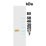 Western Blot - Anti-Kit Ligand (SCF) Antibody (031101D11) - Antibodies.com