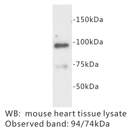 Western Blot - Anti-Junctophilin 2 Antibody (BPA1068) - Antibodies.com