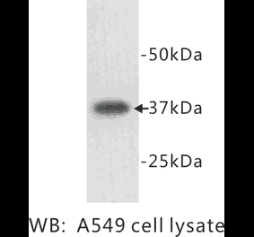 Western Blot - Anti-LDHA Antibody (BPA1069) - Antibodies.com