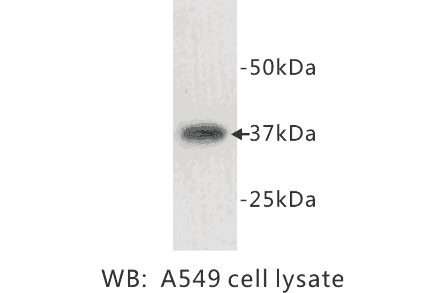 Western Blot - Anti-LDHA Antibody (BPA1069) - Antibodies.com
