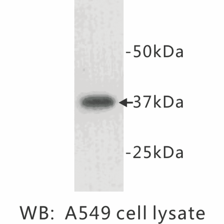 Western Blot - Anti-LDHA Antibody (BPA1069) - Antibodies.com