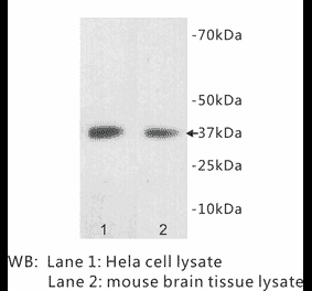 Western Blot - Anti-LDHB Antibody (BPA1070) - Antibodies.com