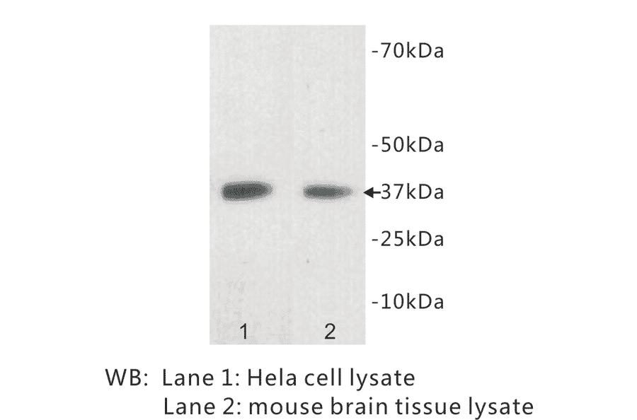 Western Blot - Anti-LDHB Antibody (BPA1070) - Antibodies.com