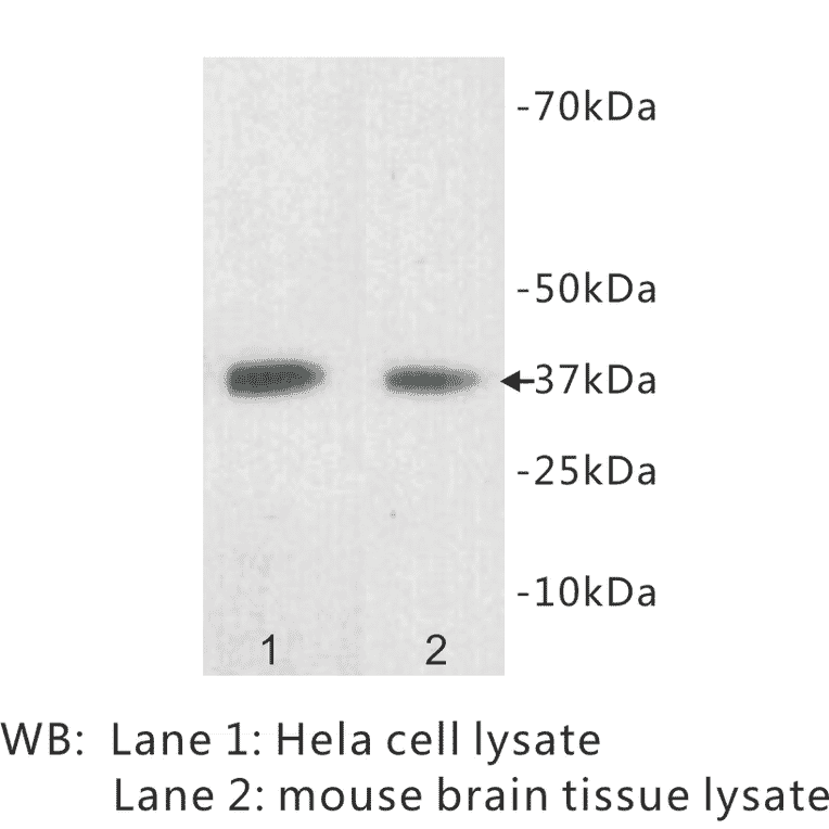 Western Blot - Anti-LDHB Antibody (BPA1070) - Antibodies.com