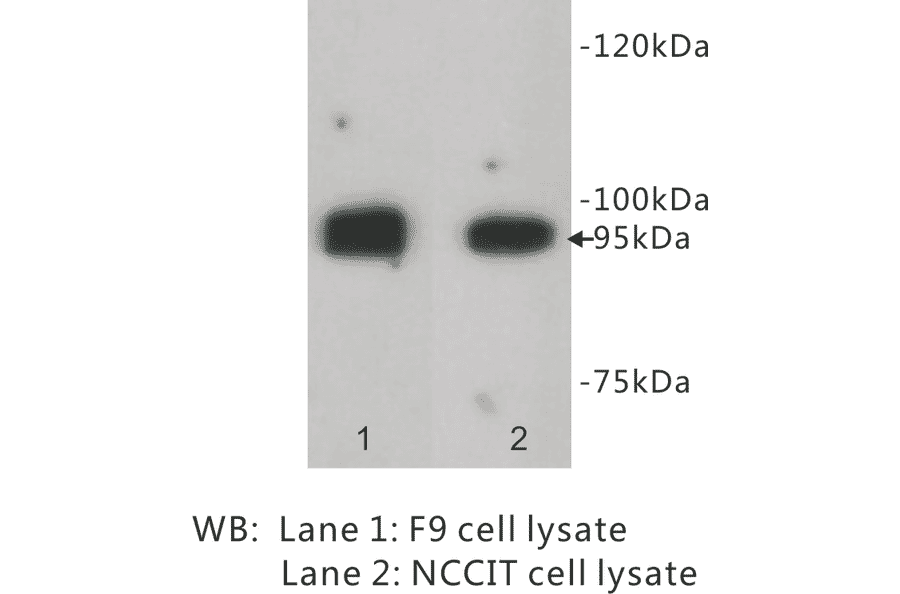 Western Blot - Anti-LGR5 Antibody (BPA1071) - Antibodies.com