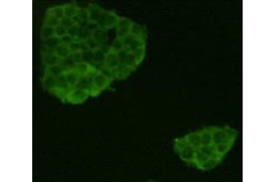 Immunocytochemistry - Anti-LGR5 Antibody (BPA1071) - Antibodies.com