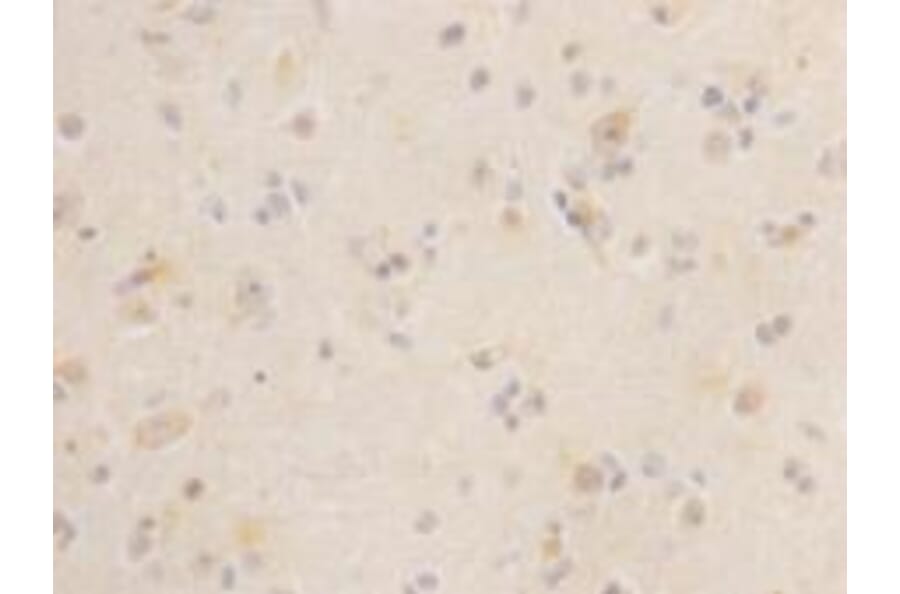 Immunohistochemistry - Anti-LGR5 Antibody (BPA1071) - Antibodies.com